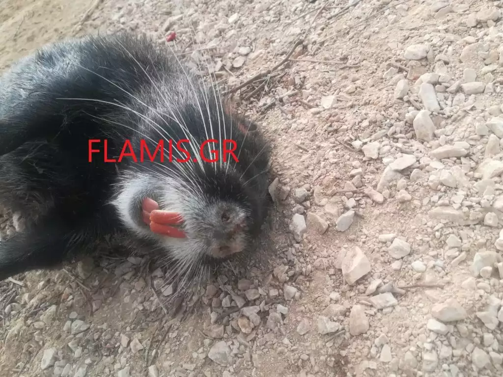 troktiko 1