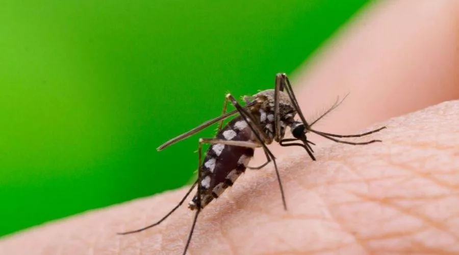 kounoupi ios dytikou neilou mosquito 111.jpg